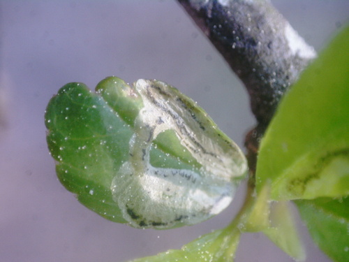 Unknown species found near 2900 Horse Shoe Farm Rd, Wake Forest, NC 27587