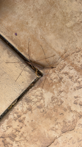 Unknown species found near Kalthoff Common, Livermore, CA, US