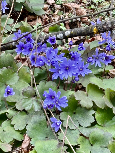 Hepatica transsilvanica, photograph 2