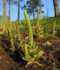 Orostachys malacophylla