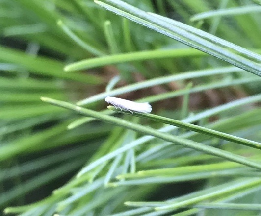 Ocnerostoma strobivorum