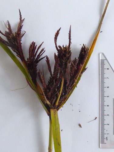 Bauerago gardneri image