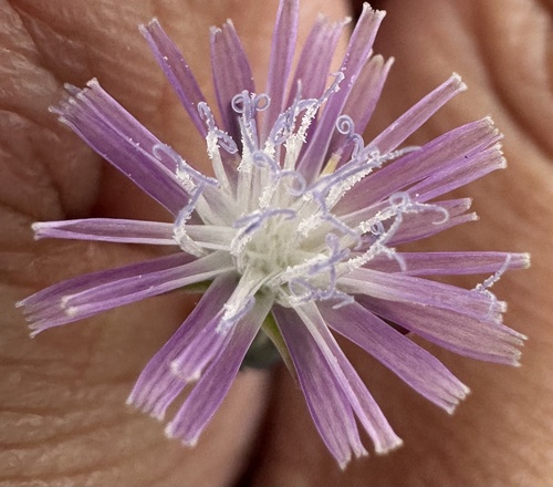 grass-leaf lettuce (Lactuca graminifolia)