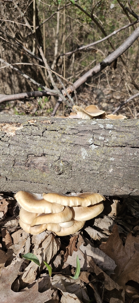 Pleurotus ostreatus · March 2026 · photo: © bobhoard (iNaturalist, cc-by)