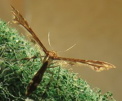 Geina tenuidactylus