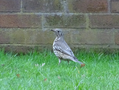 Turdus viscivorus
