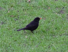 Turdus merula