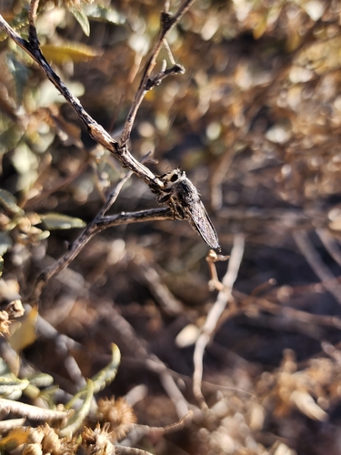 Unknown species found near Tucson, AZ 85743, USA