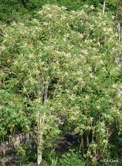 Moringa oleifera