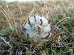 Pedicularis dasyantha