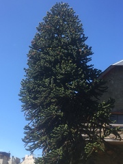 Araucaria araucana