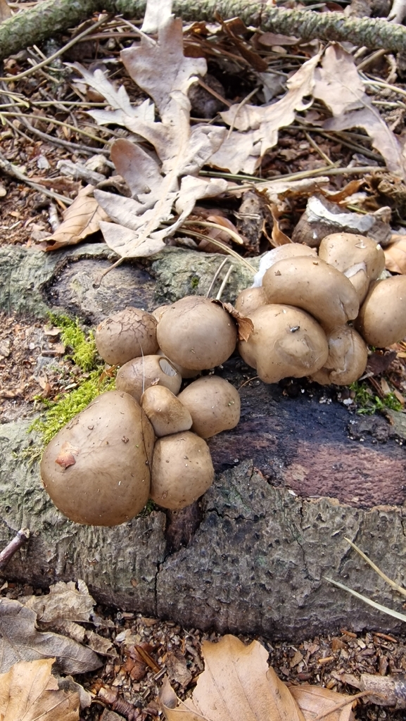 Oudemansiella mucida · March 2026 · photo: © fungiary (iNaturalist, cc0)