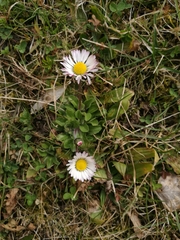 Bellis perennis