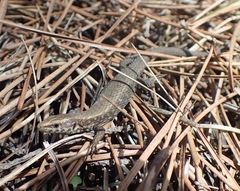 Algyroides moreoticus