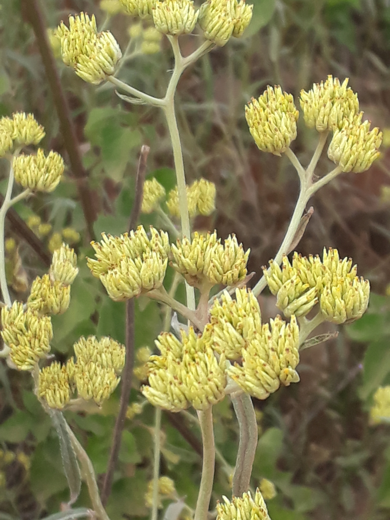 Achyrocline satureioides