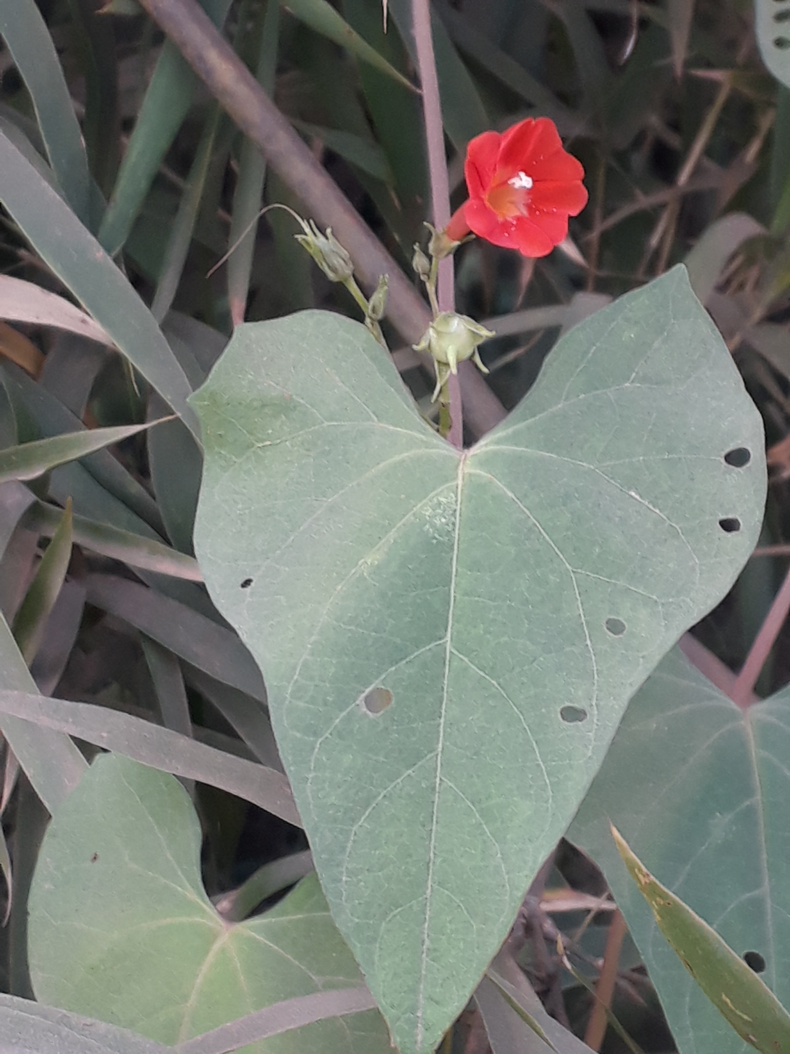 Ipomoea indivisa