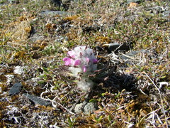 Pedicularis dasyantha