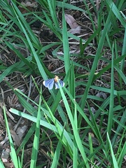 Melanchroia chephise