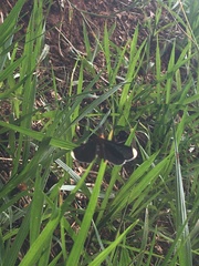 Melanchroia chephise