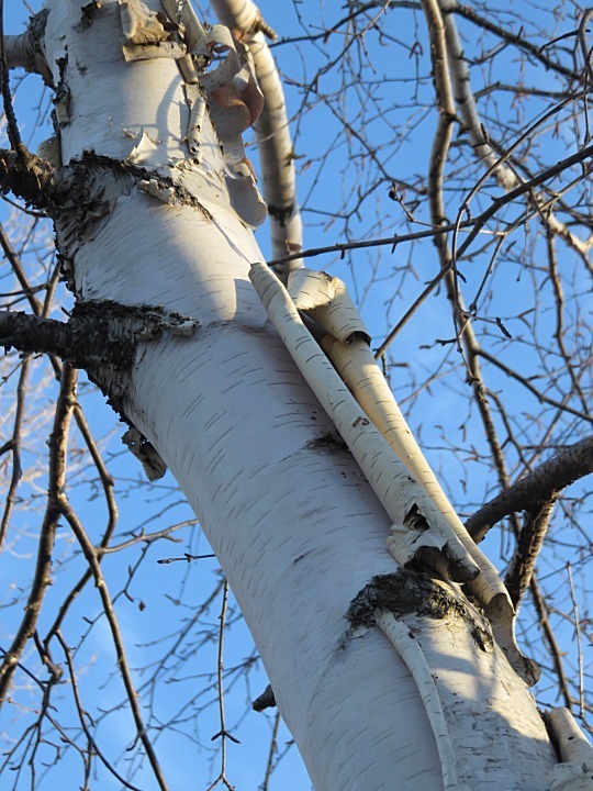 paper birch © eknuth, some rights reserved (CC-BY-NC)
