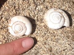 Glyptostoma newberryanum