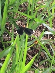 Melanchroia chephise