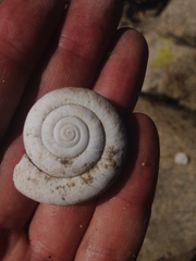 Glyptostoma newberryanum