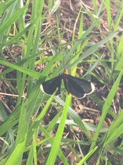 Melanchroia chephise