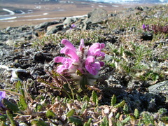 Pedicularis dasyantha