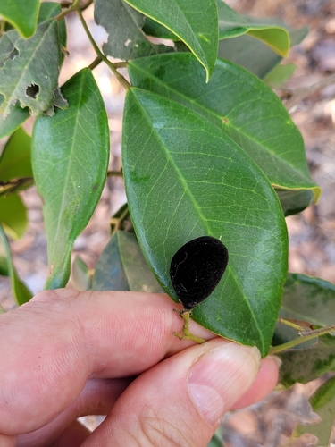 Dialium guineense