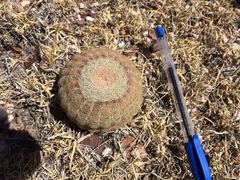 Echinocereus pectinatus pectinatus
