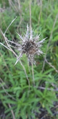 Asteraceae