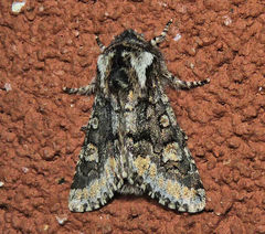 Psaphida thaxterianus