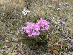 Pedicularis dasyantha