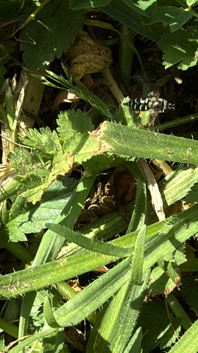 Unknown species found near Murchison Dr, Millbrae, CA, US