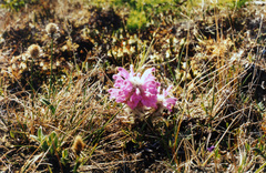 Pedicularis dasyantha