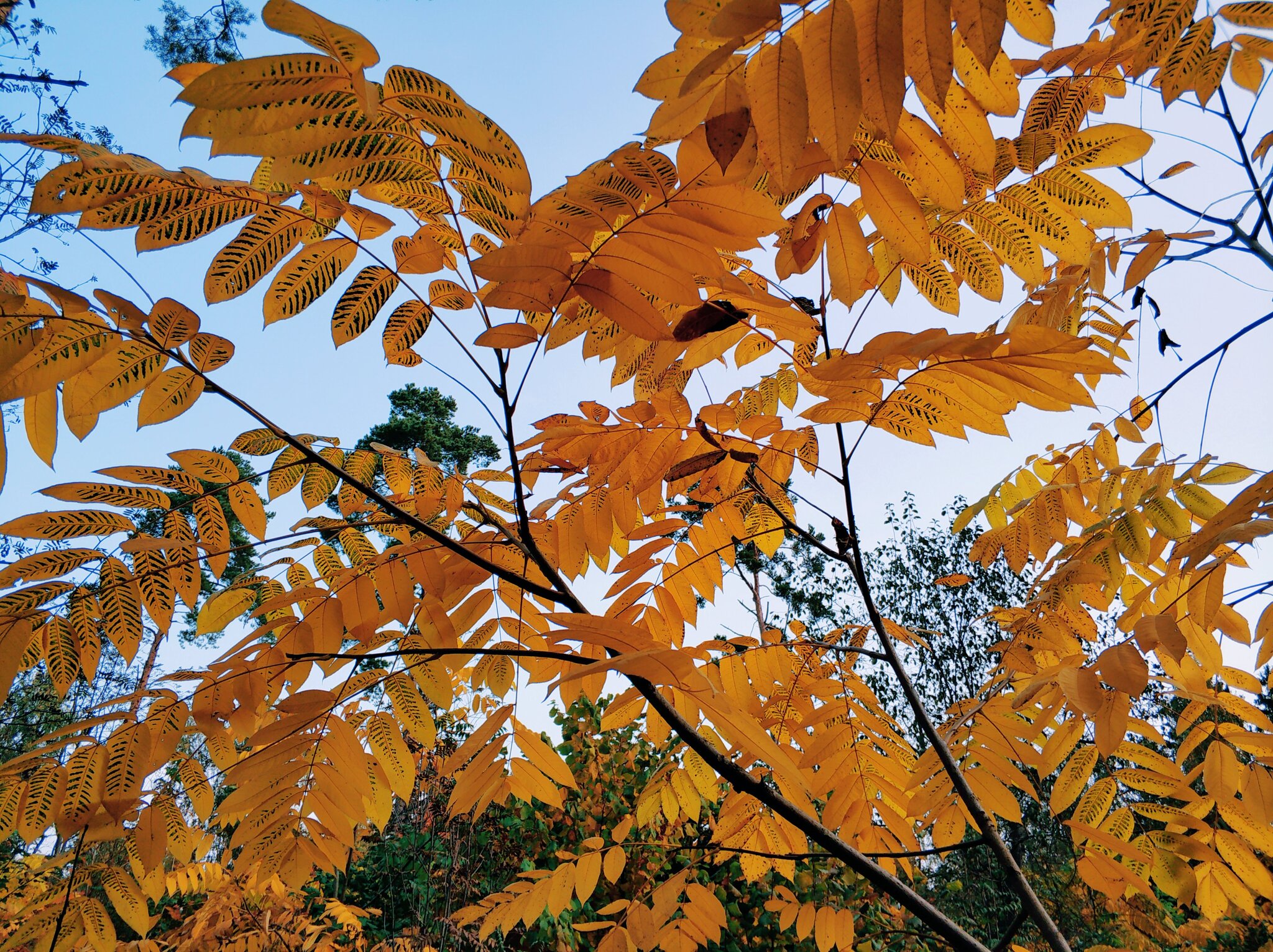 Manchurian Walnut (Juglans mandshurica)