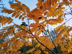 Noyer De Mandchourie (Juglans mandshurica)