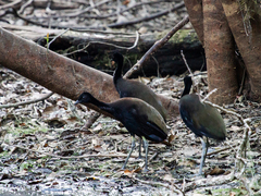 Green-Winged Trumpeter photo 5