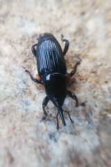 Odoiporus longicollis