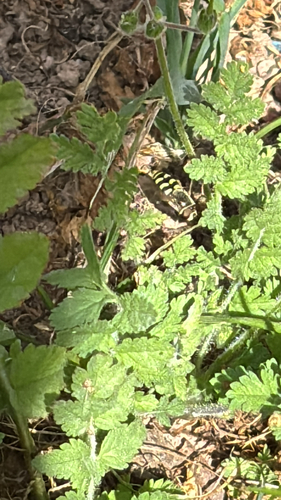 Unknown species found near Murchison Dr, Millbrae, CA, US
