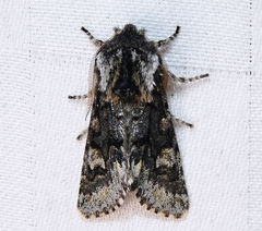 Psaphida thaxterianus