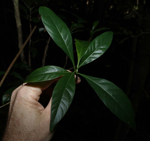 Pavetta (Pavetta australiensis)