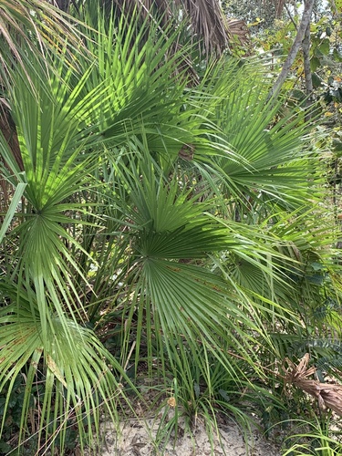 Everglades palm (Acoelorraphe wrightii)