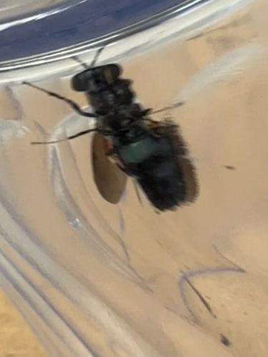 Unknown species found near Windsor Lakes Blvd, Conroe, TX, US