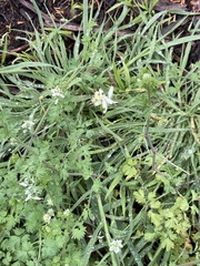 Scandix pecten-veneris