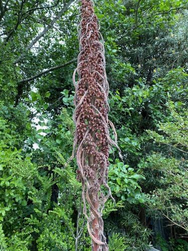 Echium pininana