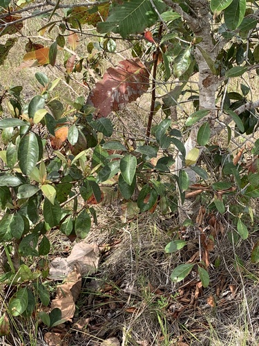 Maricao Cimun (Byrsonima crassifolia)