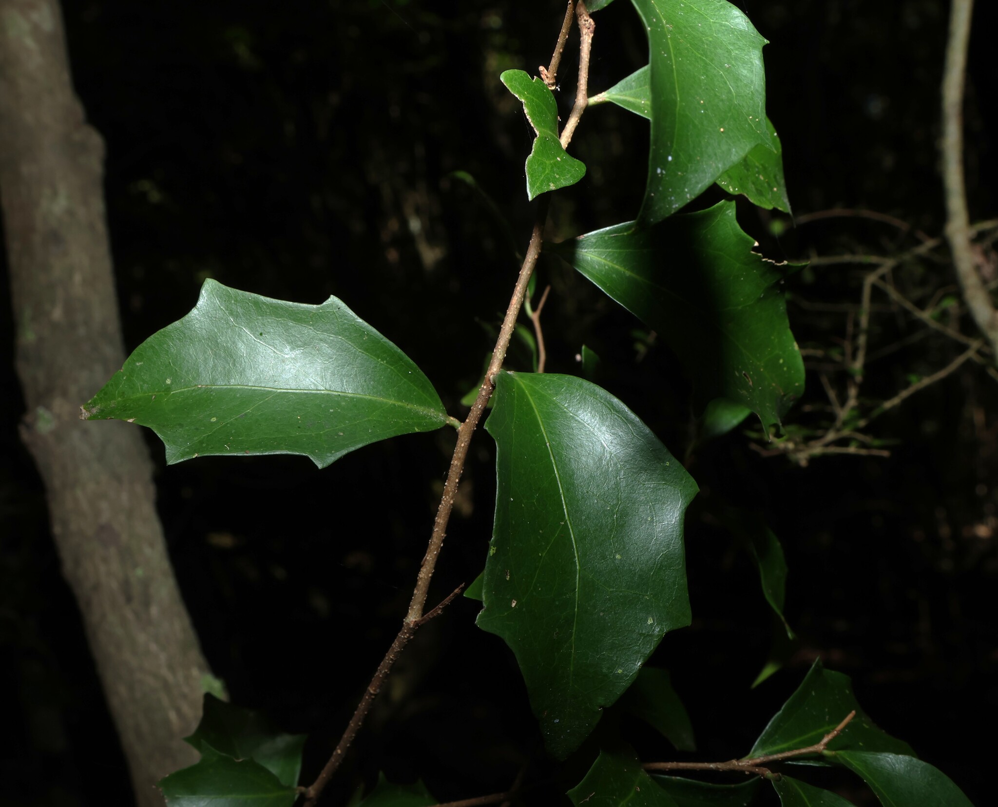 Brown Birch (Scolopia braunii)