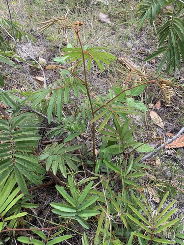 tree calliandra (Calliandra houstoniana)
